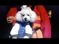 Elmo S World Dogs Footage