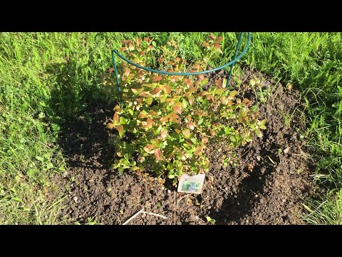 Shokher bagan 2021/gardening vlog/trädgård vlogg