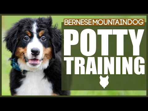 How To Potty Train Your BERNESE MOUNTAIN DOG