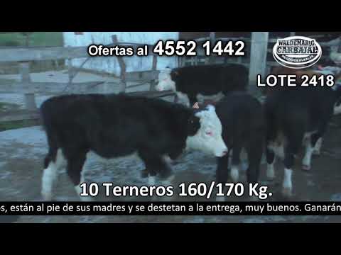 Lote 10 Terneros 6 HE c/  AA y 4 HE. 160kg -  en El Curupí. Paso Zabala - a 6 km de R km 145,500