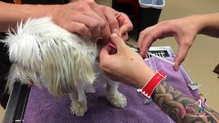 How to unclog a feeding tube in a dog | VETgirl Veterinary Continuing Education Videos