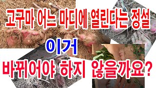 고구마 어느 마디에 주로 열린다는 정설 이거 바꾸어야 하지 않을까요? (고구마 재배, 고구마 심기, 고구마 …