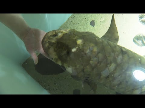世界最古の観賞魚、メトセラに会いましょう