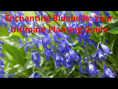 , title : 'Bluebell Bliss Planting and Caring Tips for Stunning Blooms'