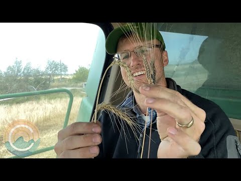 Grand Teton Ancient Grains: Preserving the Legacy of Einkorn Wheat