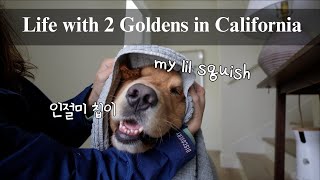 Realistic Days with Two Goldens | Laundry day, freezer restock, dog mom vlog, stay at home dog mom