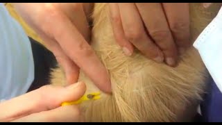 Vet Tutorial | How to Remove a Tick From a Dog