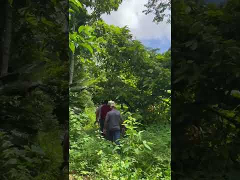 fazenda Vila Formosa - Floresta Azul Bahia