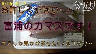 【館山釣り情報】スーパーでごめんなさい！だって釣れないんだもん・・5/16～17【釣りっぱり】