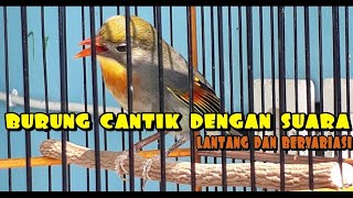Download lagu Burung Robin Gacor volume Lantang dan Bervariasi mp3