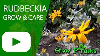 Rudbeckia – grow & care (Beautiful Black eyed Susan flowers)