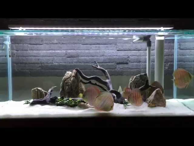 Discus Aquarium Tank 120x50x50cm (HD)