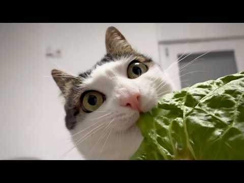 You Laugh, You Lose! 🤣 Funny Cat Videos 2026 😹 Part 132