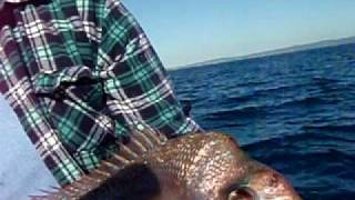 preview picture of video 'catching snapper  with underwater footage'