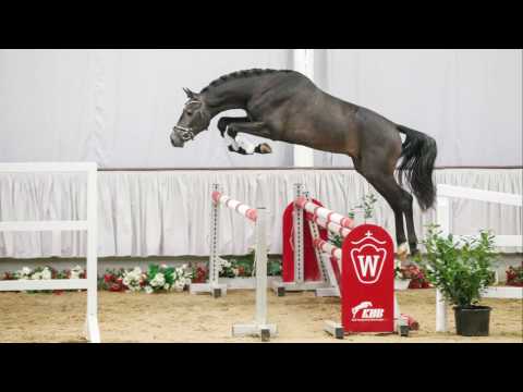 23  C-Dur Hengst v. Cachassini - Adelante