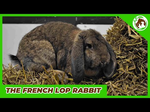 , title : 'Meet the French Lop, the most beautiful rabbit in the world'