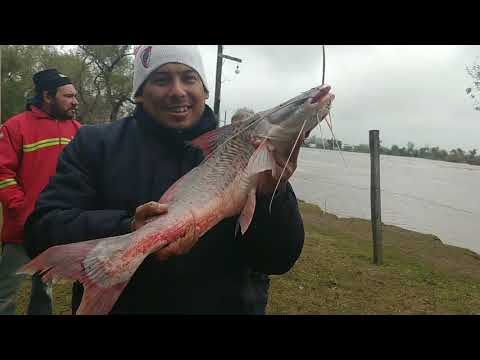 PESCA EN EL MARTÍN CHICO