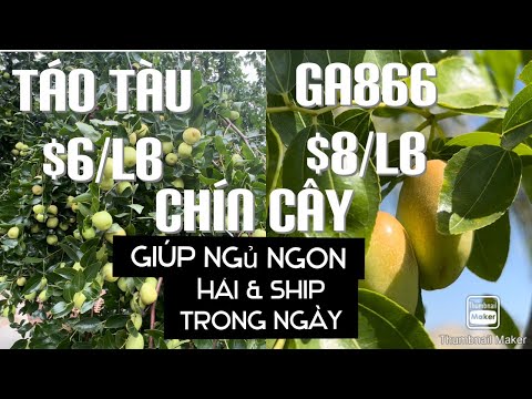 Táo Tàu Chín Cây Ăn Giúp Ngủ Ngon-GA866-Sugarcane-Shangsili tt467