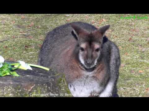 Camping Park Meyer zu Bentrup Bielefeld - February 2015