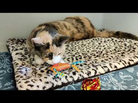 ISADORA - ID#A214543