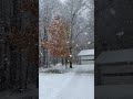 Beautiful Snowfall In The Snow Belt Of Northeast Ohio November 14 2021 Big Snowflakes Forest