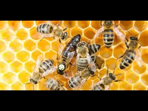 Ana arı ve arı sütü üretimi ARICILIK 4.BÖLÜM[eskilerden]