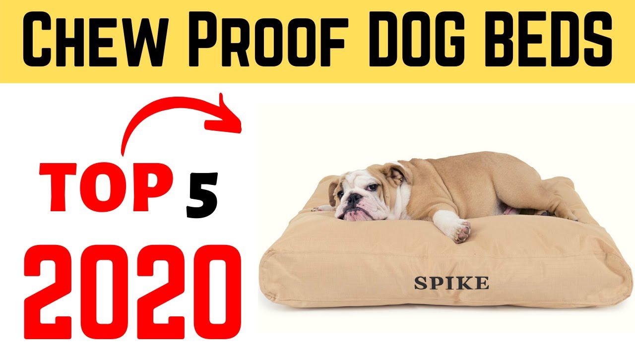 Top 5 Best Durable Chew Proof Dog Beds 2020 | Chew Proof Bed For Dogs.