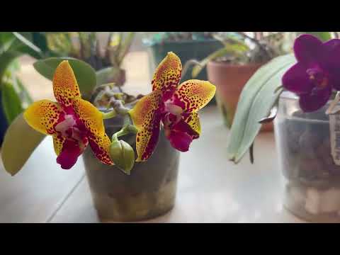 Orchid Haul & Repot | January 2026