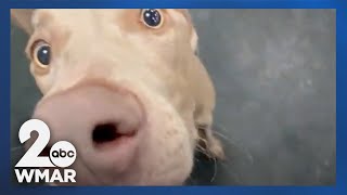 Dogtopia franchise opens new  Owings Mills location