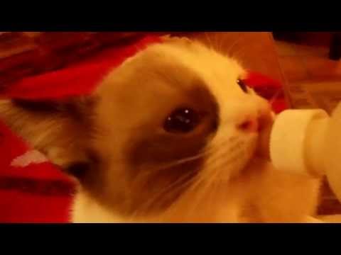 Adorable kitten with cleft palate nursing from her bottle