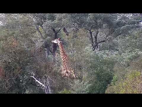 Djuma: Giraffe feeding in the distance - 17:14 - 07/02/2022