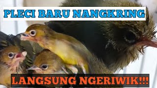 Download lagu Terapi burung pleci anakan agar cepat ngeriwik. mp3