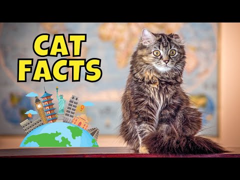 Random Cat Facts Around the World (From 10 Countries)