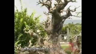 Download lagu Bonsai_Part 1-Cina prestigioso Qu Yi Garden (Mr.Chengfa Wu) Shenzhen.wmv mp3