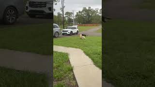 Video preview image #1 Siberian Husky Puppy For Sale in Lighthouse Point, FL, USA
