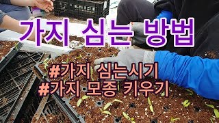 [가지재배] 가지육묘기르기1