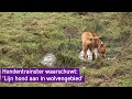 Hondentrainer waarschuwt: 'Houd je hond aangelijnd in wolvengebied'