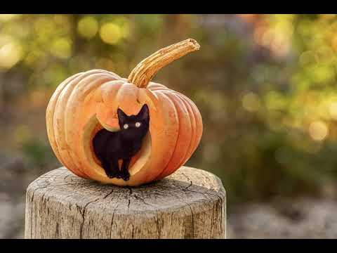 cat   51358 Original