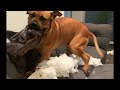 Naughty Boerboel 27th Pillow Cushion