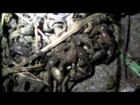 Foam nest of a ditch frog (Leptodactylus vastus)