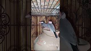 Download lagu burung jawa jantan betina #burung mp3 Download lagu burung jawa jantan betina #burung mp3