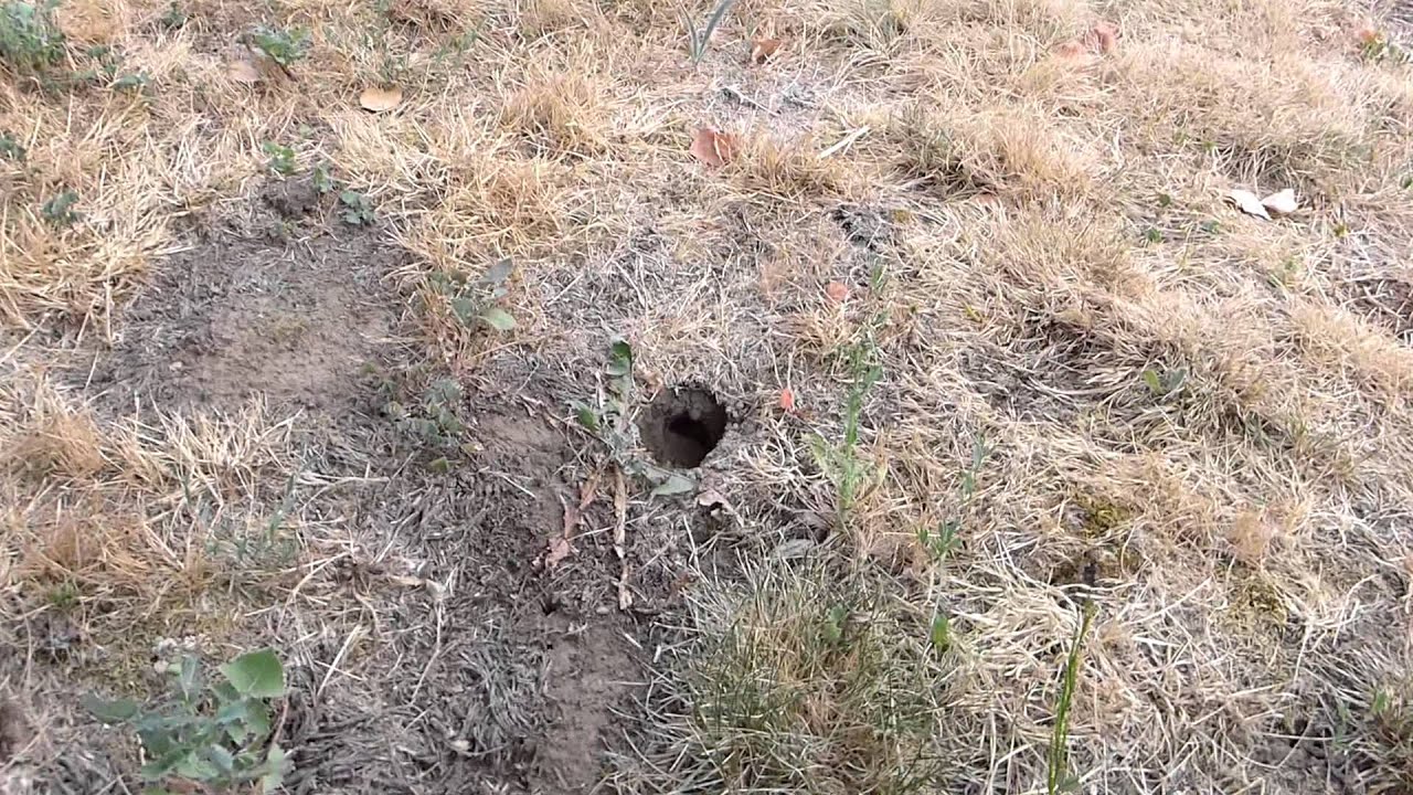 How NOT to deal with a in-ground Wasp/Hornet nest
