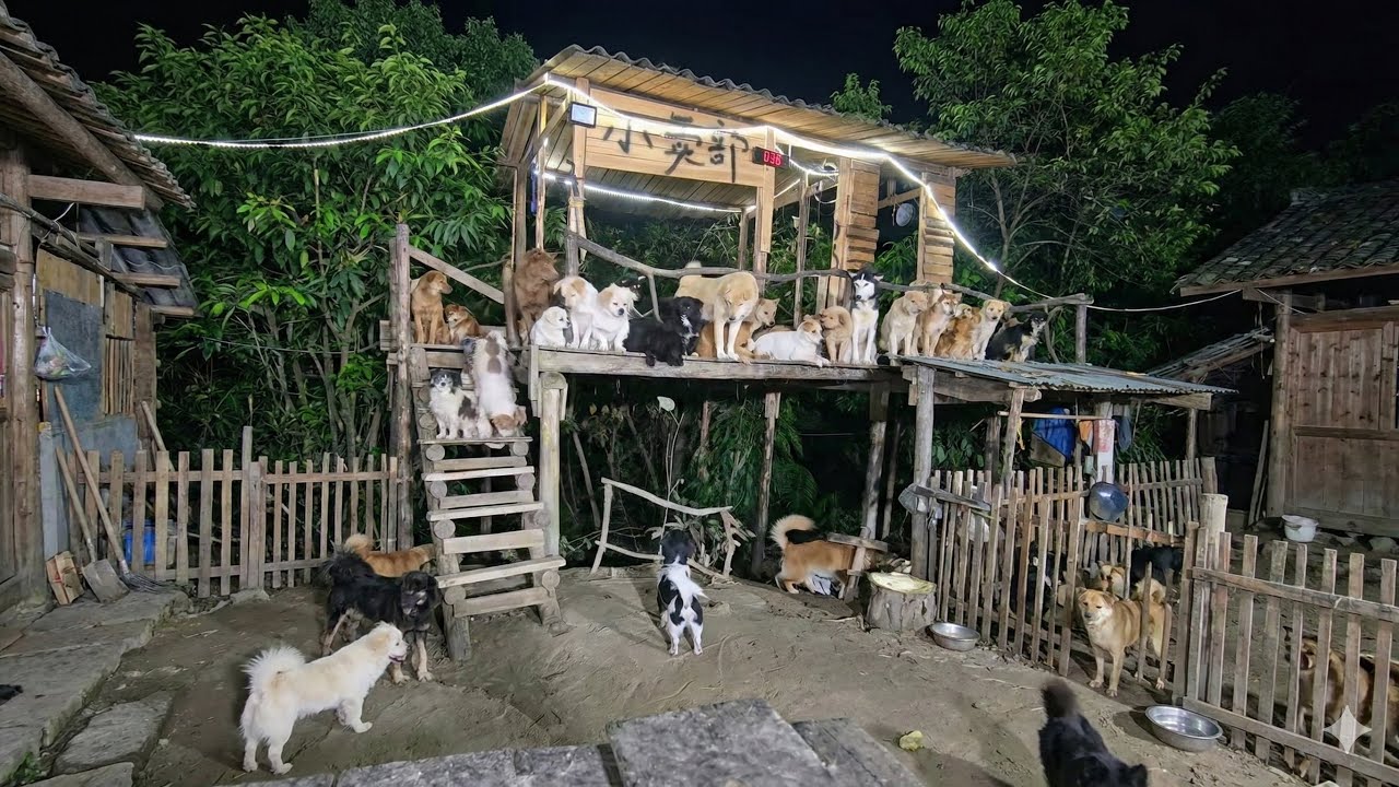 🔴LIVE  Evening meals for stray dogs | 野良犬の夕食