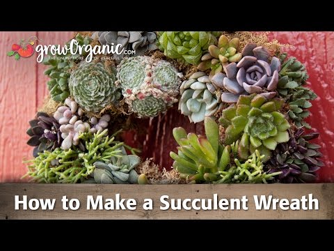 多肉植物のリースの作り方 (How to Make a Succulent Wreath)