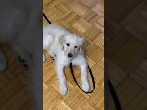 #dog #puppy #canada #ontario #toronto #goldendoodle