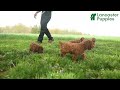 Miniature Poodle dogs for sale: Bonnie - Video 1