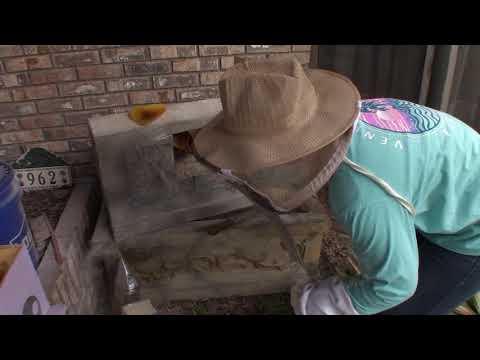 FOUNTAIN BEE HIVE REMOVAL