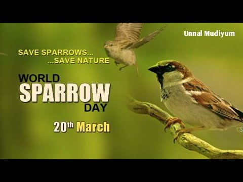 World Sparrow Day|உலக சிட்டு குருவி தினம்|kavithai|Sofia edwin|Unnal Mudiyum