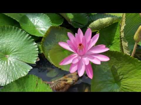 013 SDA Hymn - New Songs of Celebration Render (Singing w/ Lyrics)