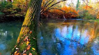 Calming Silent Forest River (Autumn). Relaxing Water Sounds. (10 hours). White noise for sleep.